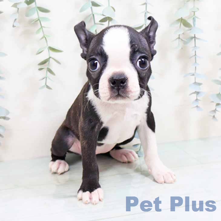 大阪府のボストンテリア (ペットプラス ららぽーと和泉店/2025年12月19日生まれ/女の子/ボストンカラー)の子犬の1枚目の画像