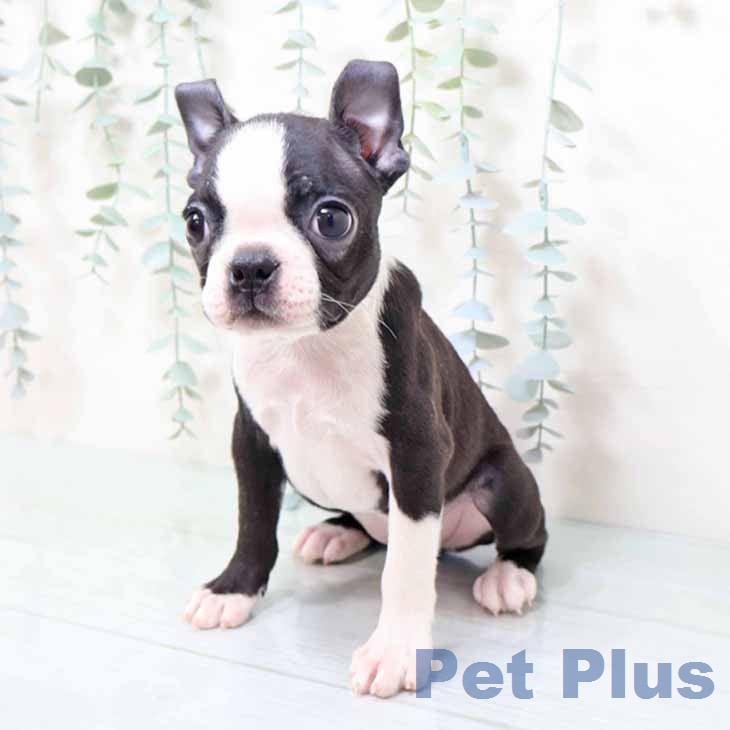 大阪府のボストンテリア (ペットプラス ららぽーと和泉店/2025年12月19日生まれ/女の子/ボストンカラー)の子犬の2枚目の画像