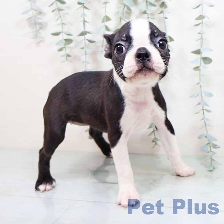 京都府のボストンテリア (ペットプラス 京都桂川店/2025年12月19日生まれ/女の子/ボストンカラー)の子犬の1枚目の画像
