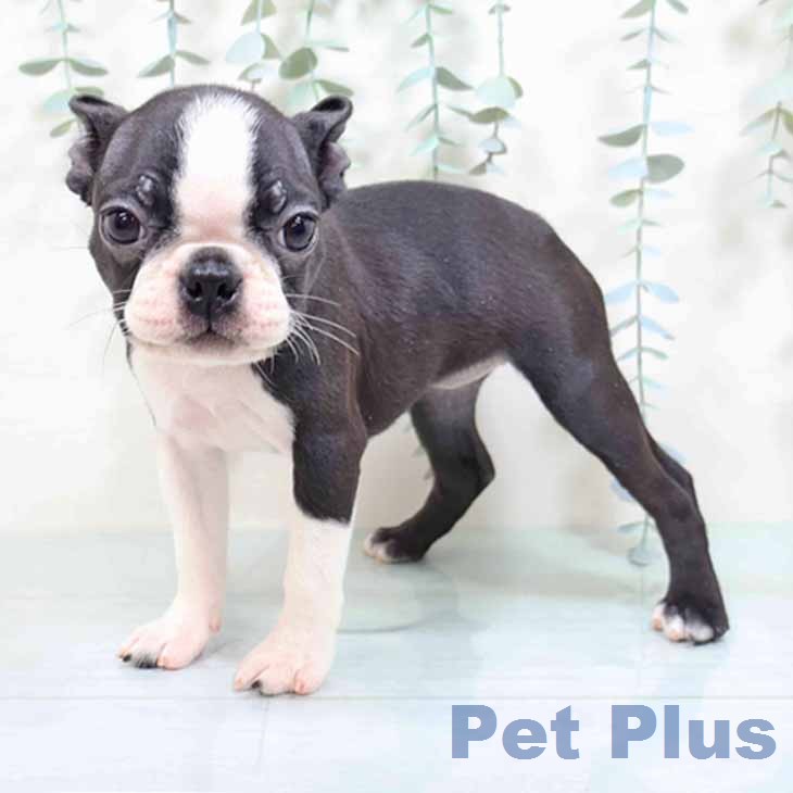 京都府のボストンテリア (ペットプラス 京都桂川店/2025年12月19日生まれ/女の子/ボストンカラー)の子犬の2枚目の画像