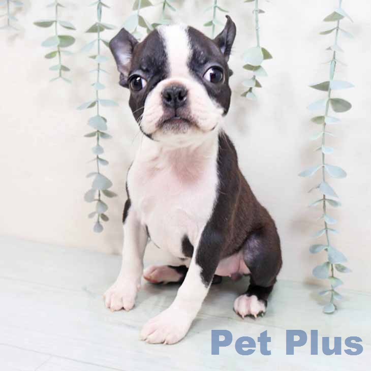 兵庫県のボストンテリア (ペットプラス 神戸三宮店/2025年12月19日生まれ/女の子/ボストンカラー)の子犬の1枚目の画像