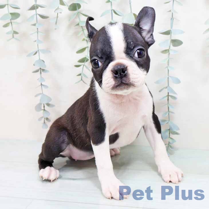 兵庫県のボストンテリア (ペットプラス 神戸三宮店/2025年12月19日生まれ/女の子/ボストンカラー)の子犬の2枚目の画像