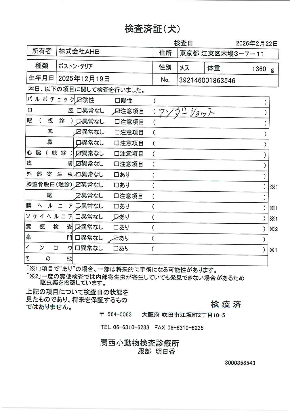 ボストン・テリア