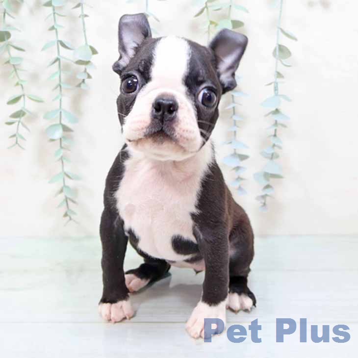 大阪府のボストンテリア (ペットプラス イオン大日店/2025年12月19日生まれ/女の子/ボストンカラー)の子犬