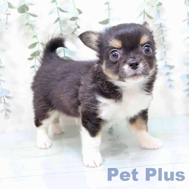 大阪府のチワワ(ロング) (ペットプラス りんくう泉南店/2025年12月23日生まれ/男の子/ブラックタンホワイト)の子犬