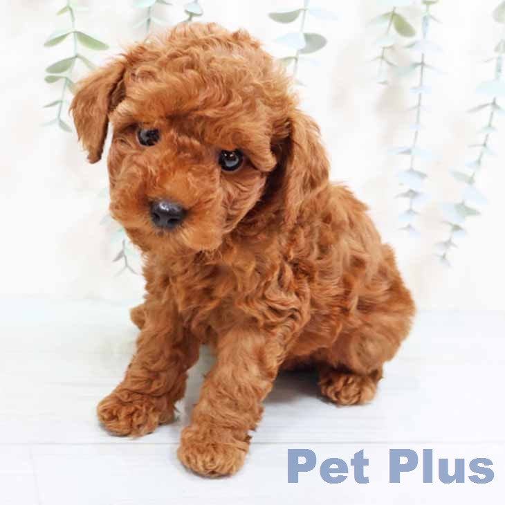 トイ・プードル