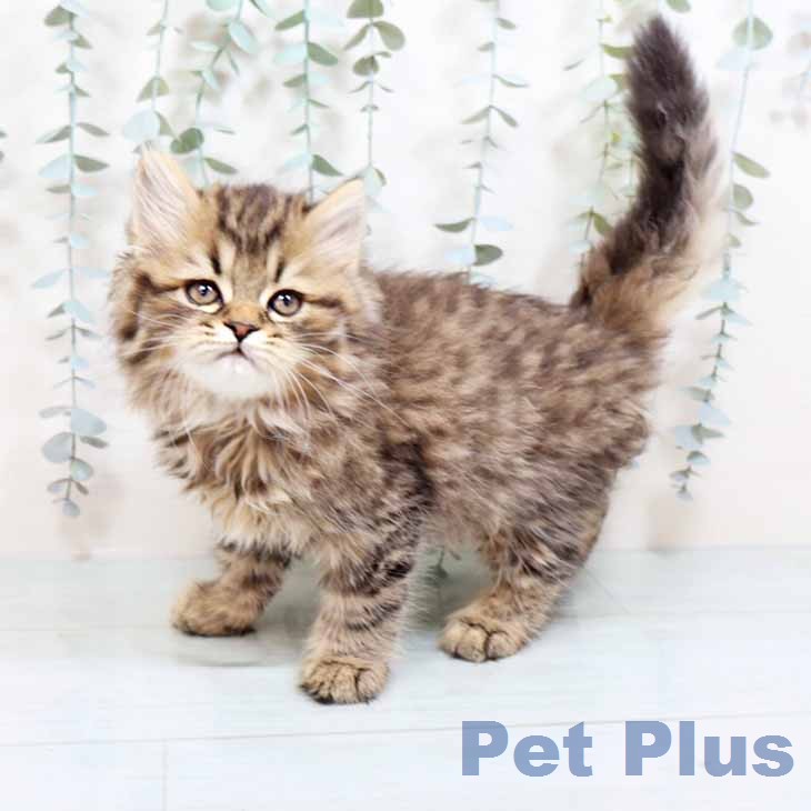 ラガマフィンの写真2