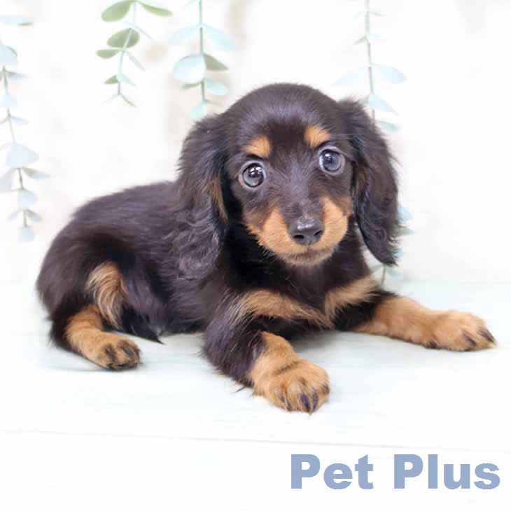 カニーンヘン・ダックスフンド