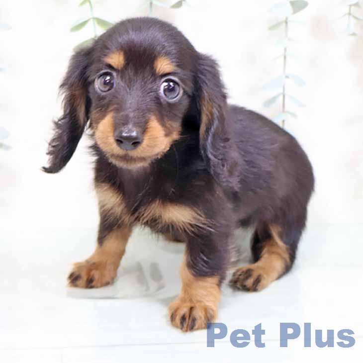 カニーンヘン・ダックスフンドの写真2