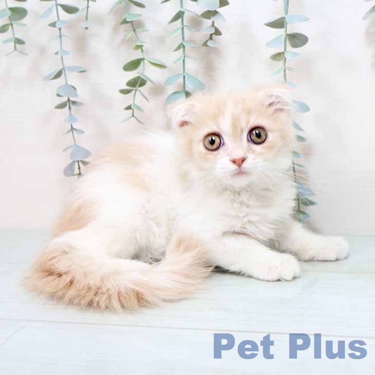 大阪府のスコティッシュフォールド (ペットプラス 四條畷店/2025年12月12日生まれ/男の子/クリームタビーホワイト)の子猫の1枚目の画像