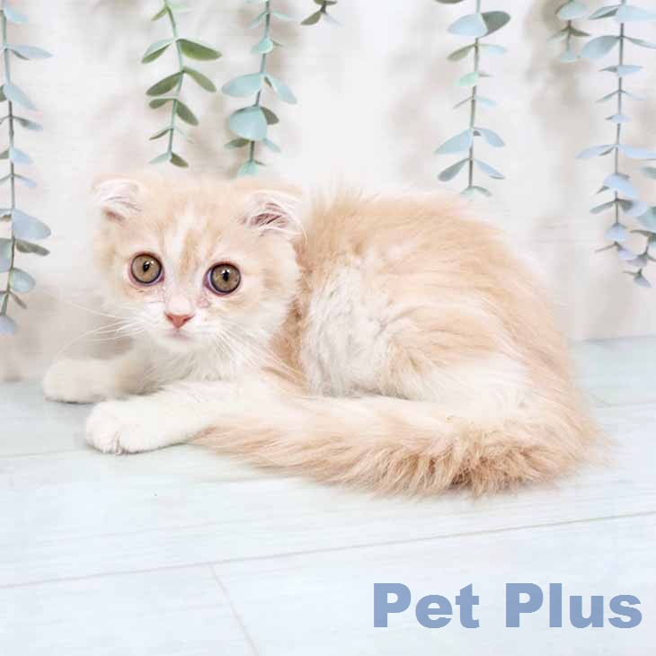 大阪府のスコティッシュフォールド (ペットプラス 四條畷店/2025年12月12日生まれ/男の子/クリームタビーホワイト)の子猫の2枚目の画像