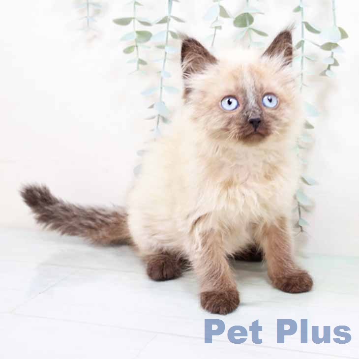 京都府のサイベリアン (ペットプラス 京都桂川店/2025年12月10日生まれ/女の子/シールポイント)の子猫の1枚目の画像