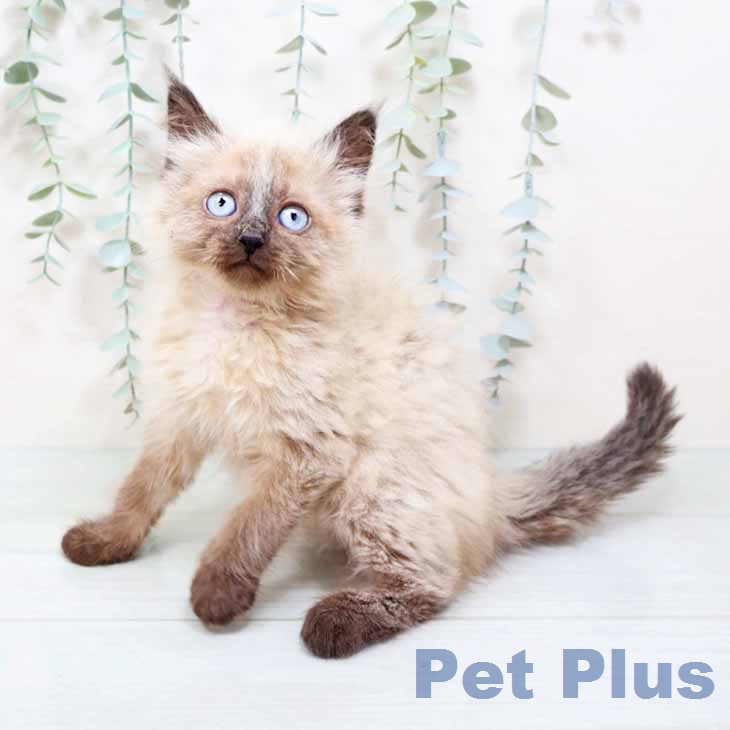 京都府のサイベリアン (ペットプラス 京都桂川店/2025年12月10日生まれ/女の子/シールポイント)の子猫の2枚目の画像