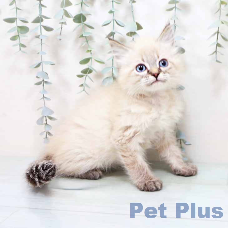 大阪府のサイベリアン (ペットプラス 鶴見店/2025年12月10日生まれ/女の子/シールリンクスポイント)の子猫の1枚目の画像
