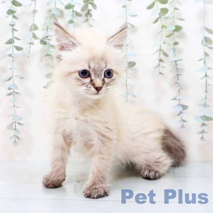 大阪府のサイベリアン (ペットプラス 鶴見店/2025年12月10日生まれ/女の子/シールリンクスポイント)の子猫の2枚目の画像