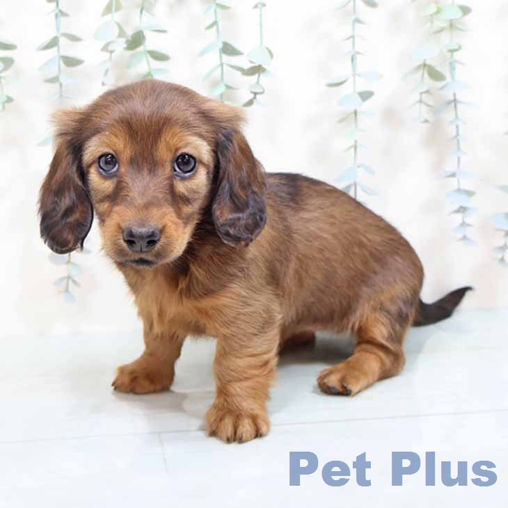 ミニチュア・ダックスフンド