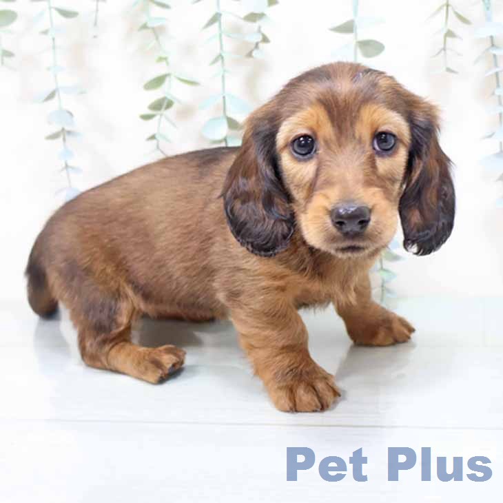 ミニチュア・ダックスフンド