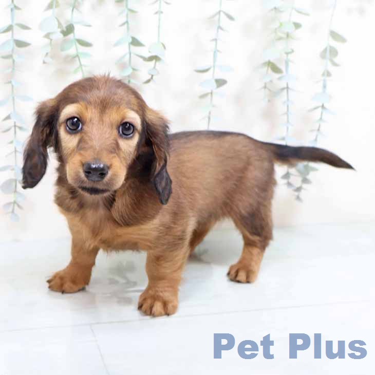 ミニチュア・ダックスフンド