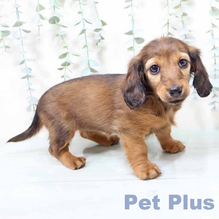 ミニチュア・ダックスフンドの写真2