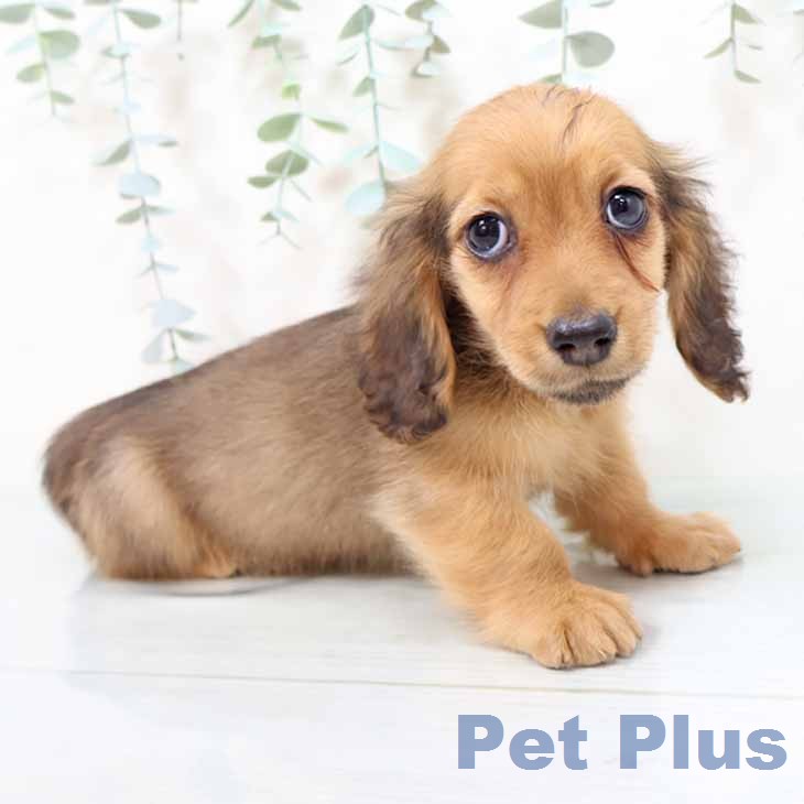 ミニチュア・ダックスフンド