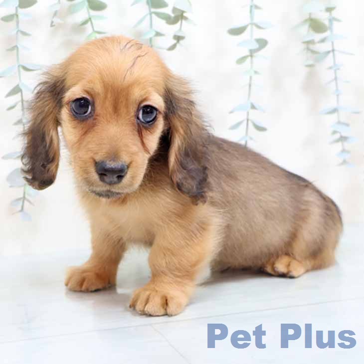 ミニチュア・ダックスフンド