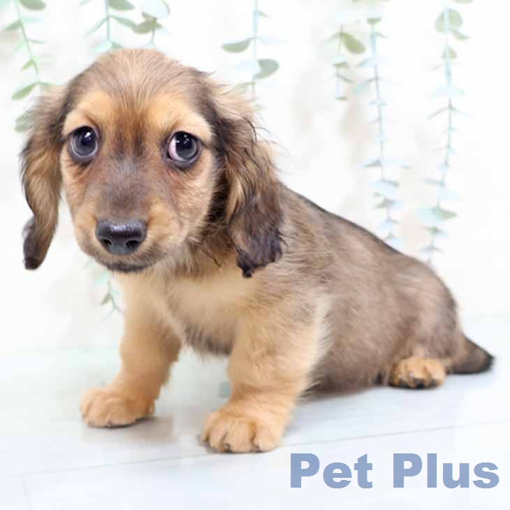 ミニチュア・ダックスフンド