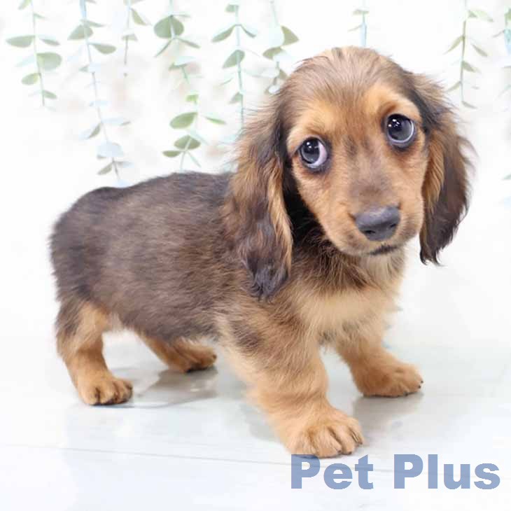 ミニチュア・ダックスフンド