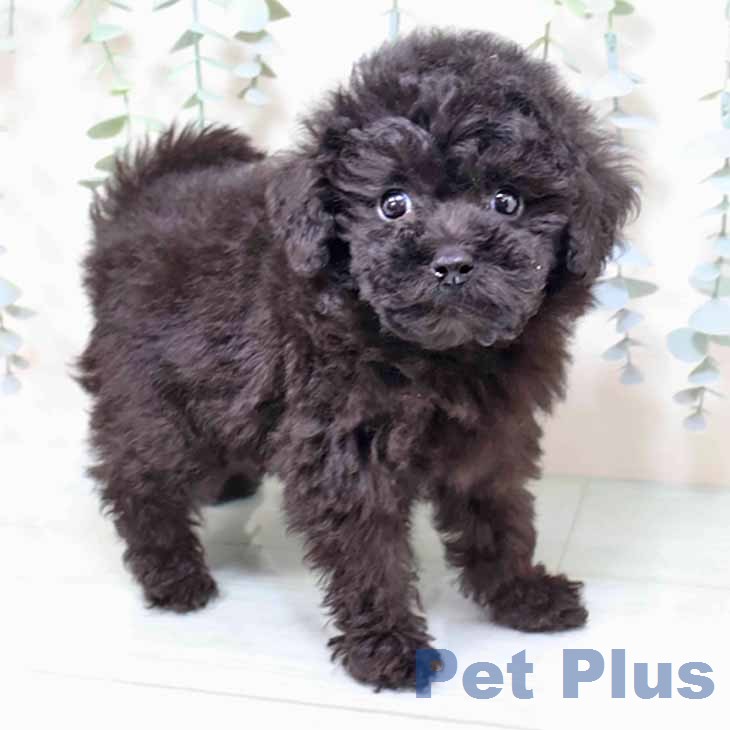 トイ・プードル