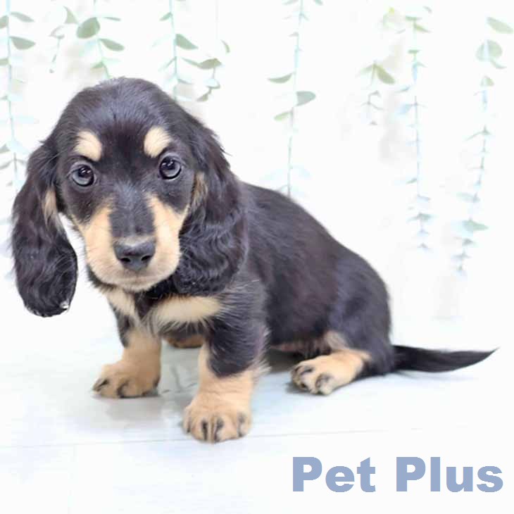 ミニチュア・ダックスフンドの写真2