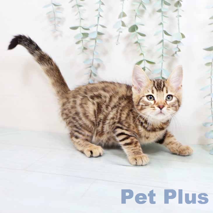 マンチカンの写真2