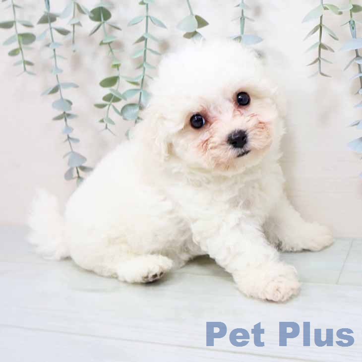 ビション・フリーゼの写真2