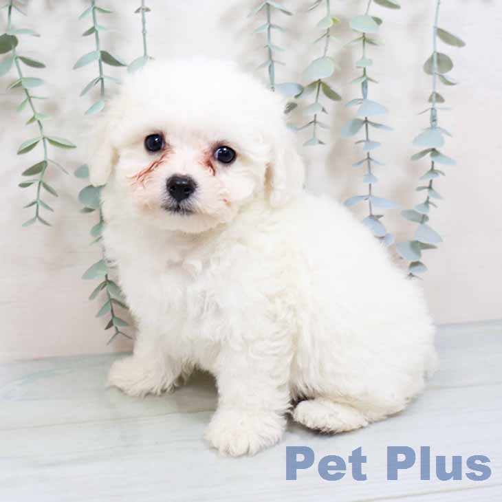 ビション・フリーゼ