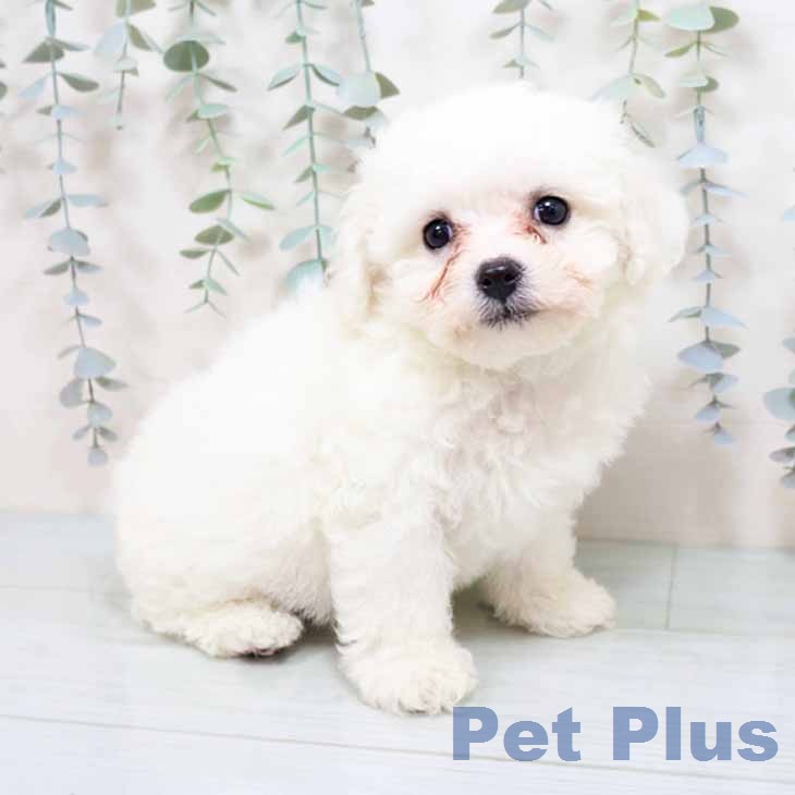 ビション・フリーゼ