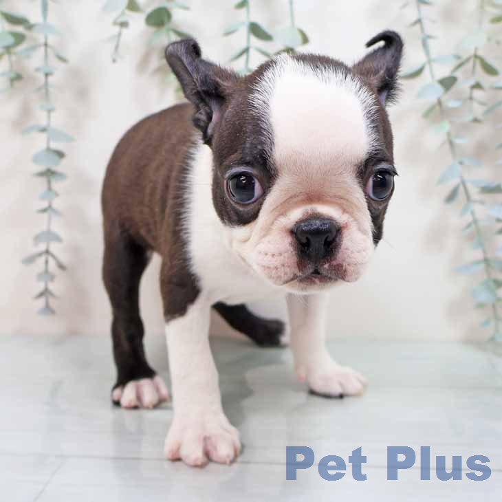 ボストン・テリア