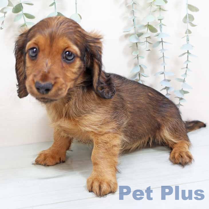 ミニチュア・ダックスフンド