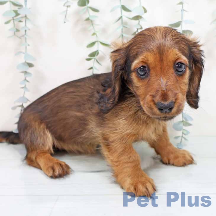 ミニチュア・ダックスフンドの写真2