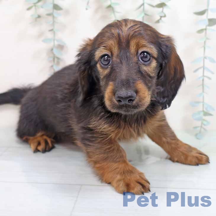 大阪府のカニンヘンダックスフンド(ロング) (ペットプラス 松原店/2025年12月31日生まれ/男の子/レッド)の子犬の1枚目の画像