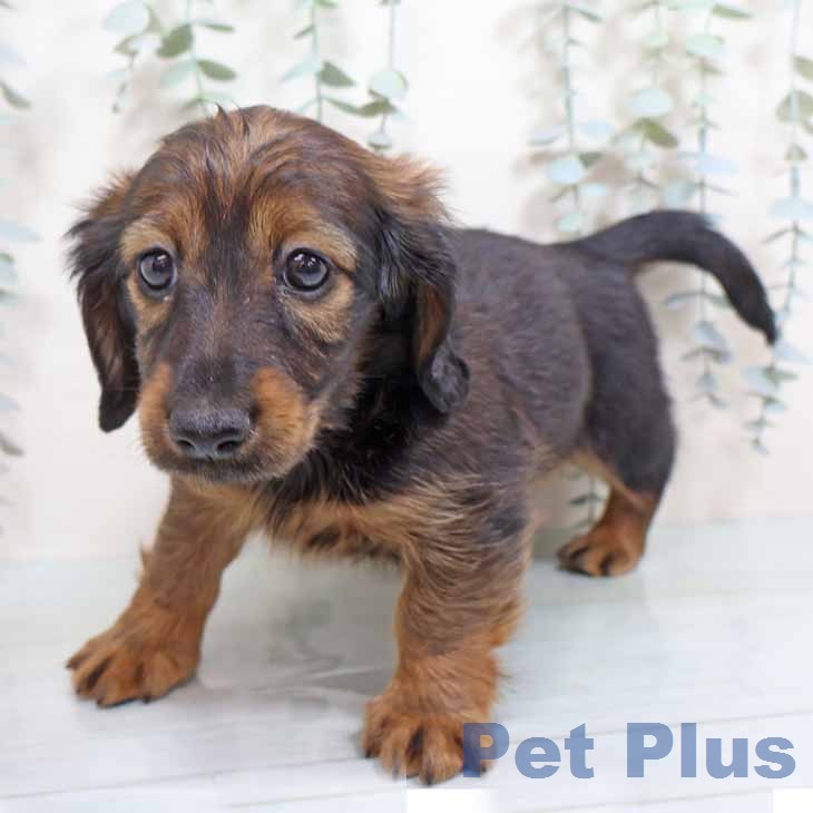 大阪府のカニンヘンダックスフンド(ロング) (ペットプラス 松原店/2025年12月31日生まれ/男の子/レッド)の子犬の2枚目の画像