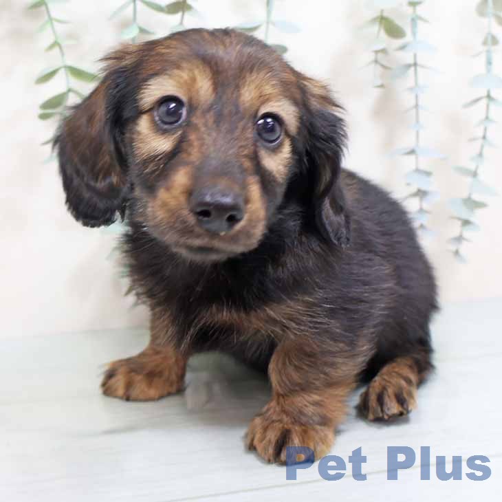 カニーンヘン・ダックスフンド