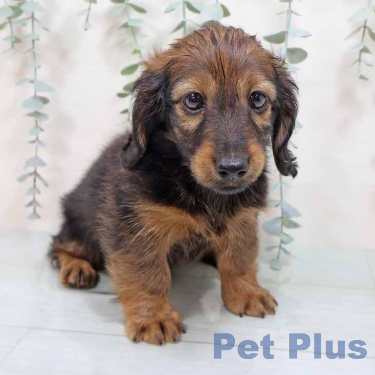 カニーンヘン・ダックスフンドの写真2