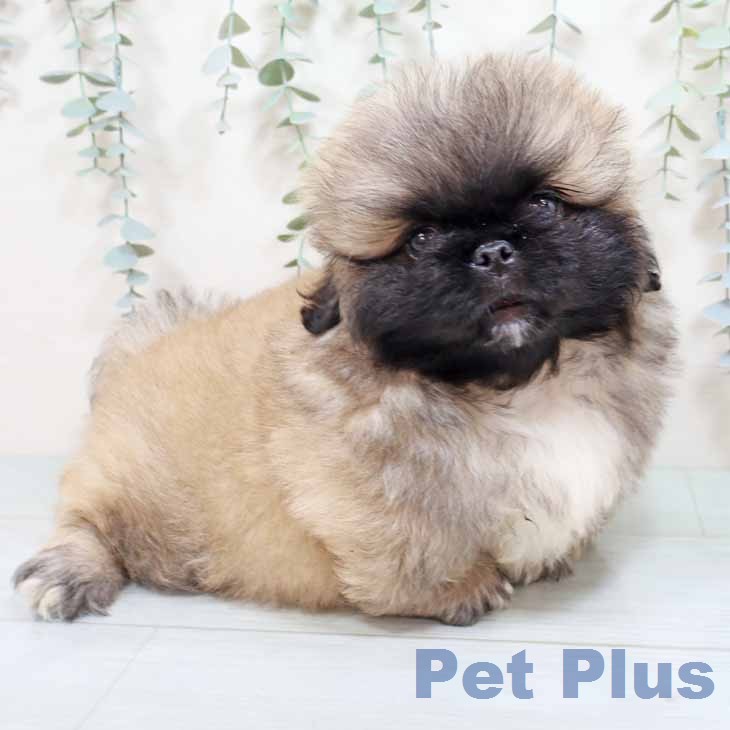 ペキニーズの写真2