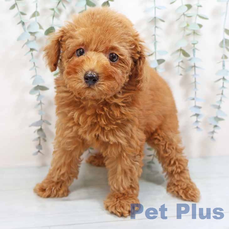 トイ・プードル