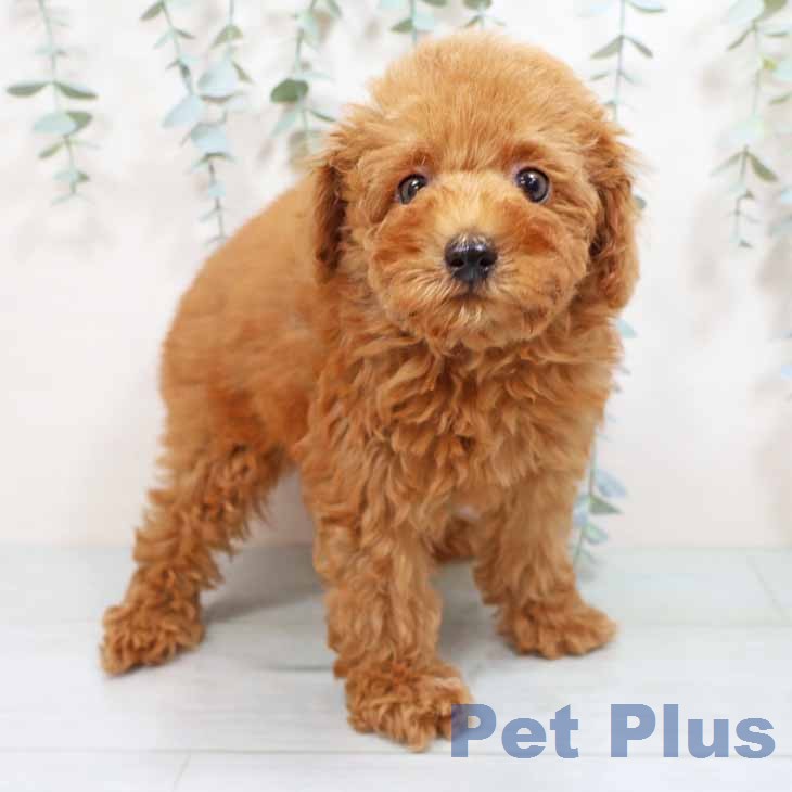 トイ・プードル