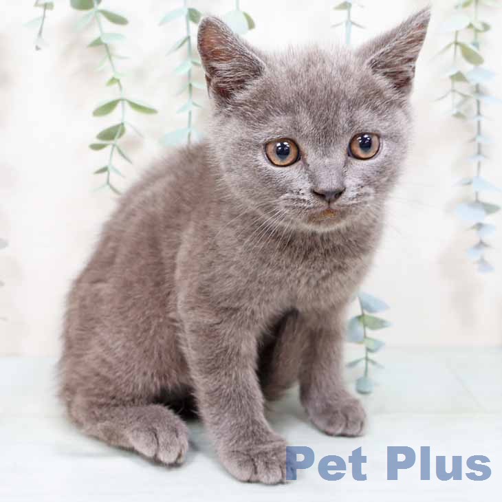 ブリティッシュショートヘア