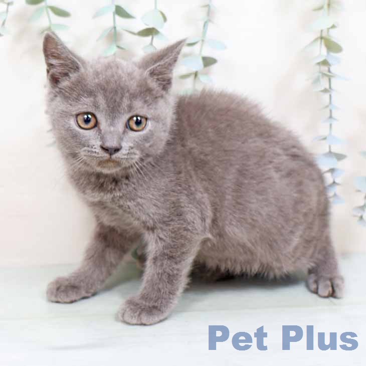 ブリティッシュショートヘア