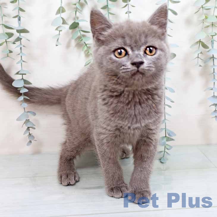 ブリティッシュショートヘア