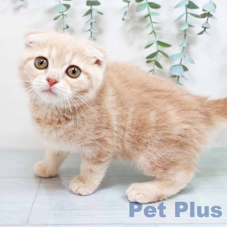 スコティッシュフォールドの写真2