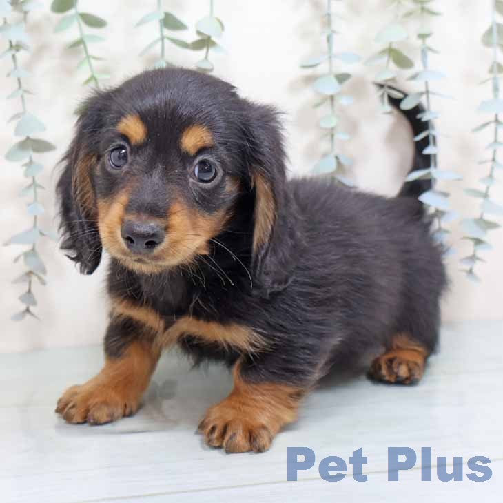 ミニチュア・ダックスフンド