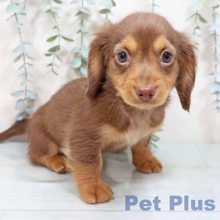 ミニチュア・ダックスフンド