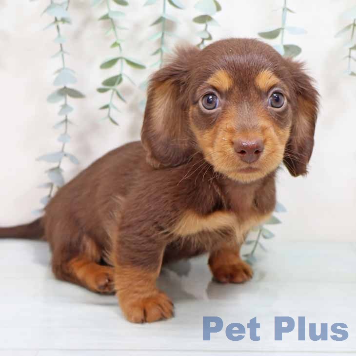 ミニチュア・ダックスフンド